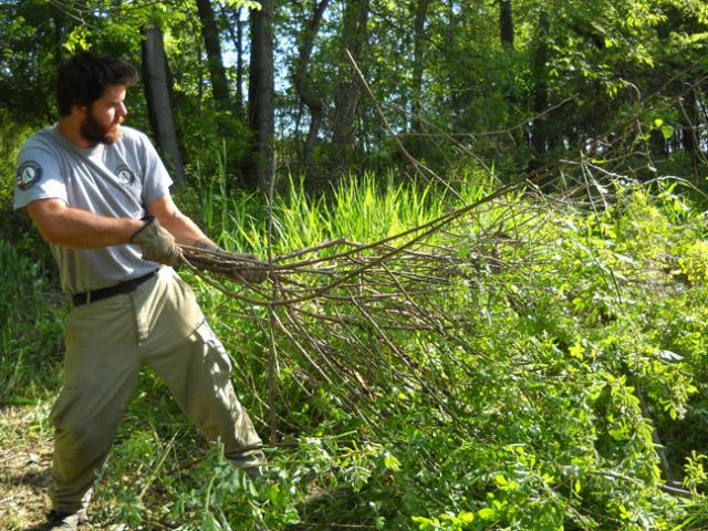 Article Thumbnail. NCCC member Dustyn removing a multiflora rose.