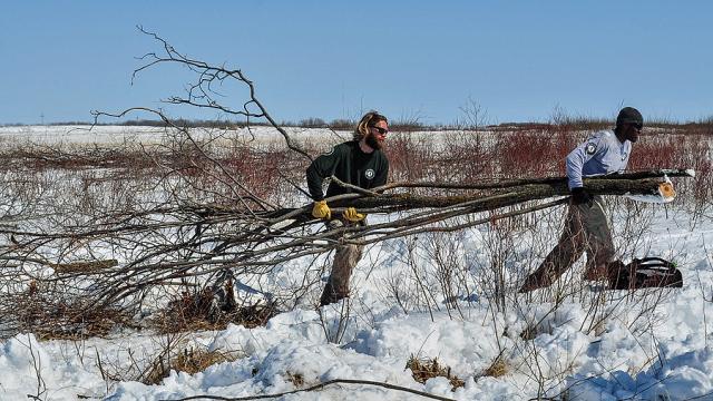 Article Thumbnail. Garrett Stern and Kelon Caliste carry out a tree they cut down for woody vegetation removal.